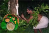 Aati Amavasya: The significance of Tulu Nadu’s folk medicine ‘Paleda Kashaya’ and ‘Methe Ganji’